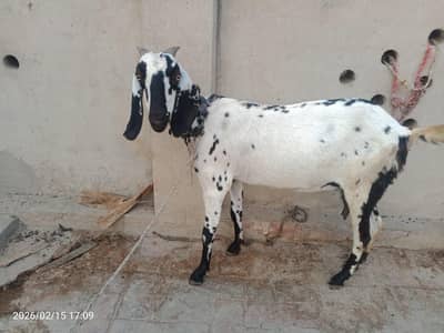 2 bacho k shat male female  pher sa crs bkri