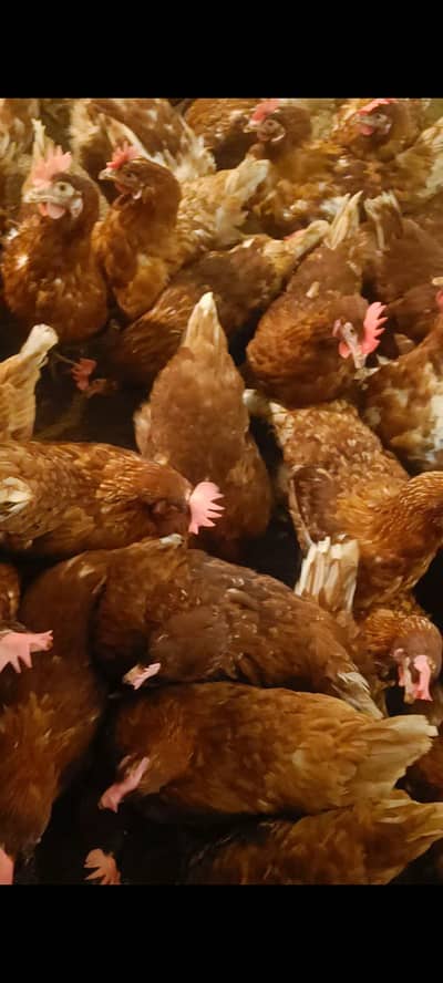 Lohman Brown Available