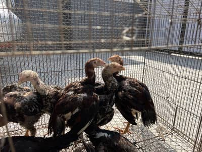 Aseel Pathay Pathian