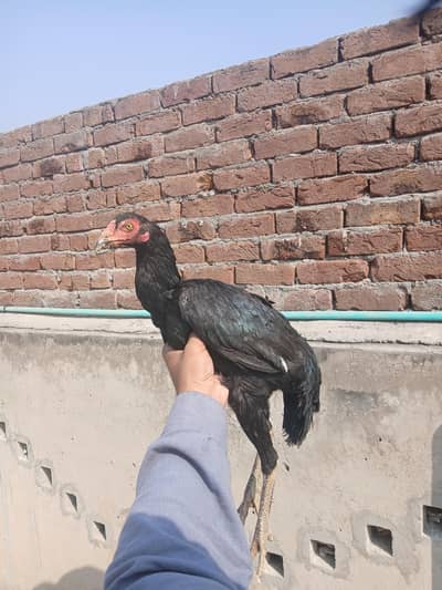 Thai. breed. ready for breed