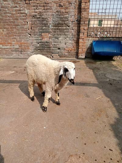 Desi sheep