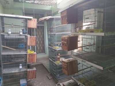 birds and pigeons cages