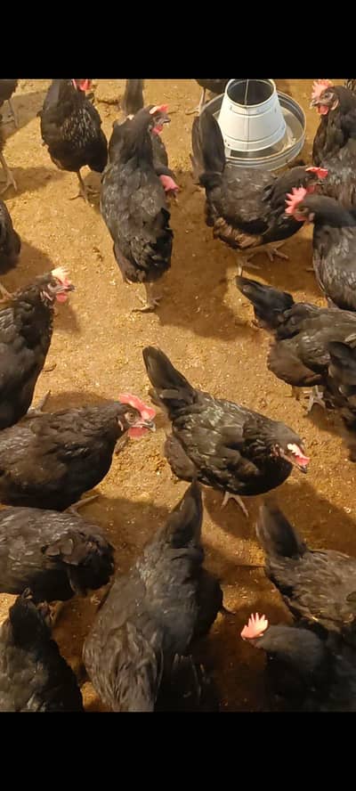 Lohman Black Available