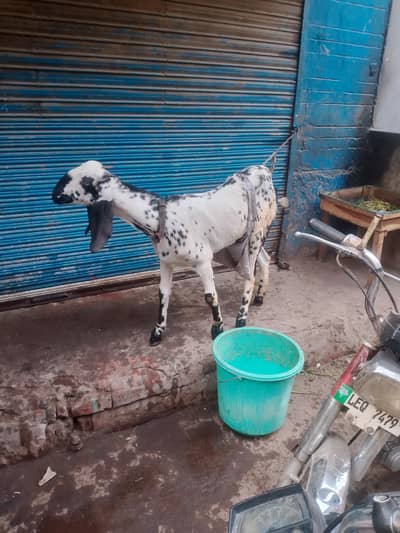 dhoodh wali bakri
