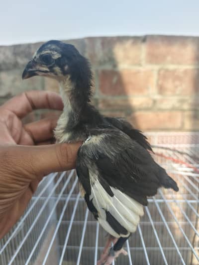 Shamo X Aseel chicks