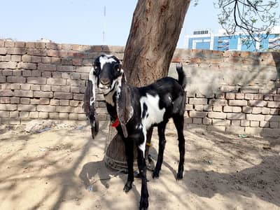 Amratsari beatel high quality