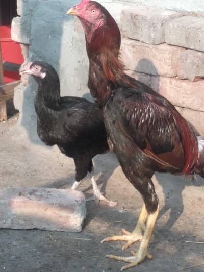 Pakistan pair lakha murga mushki murgi