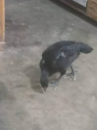 pure dragon aseel Thai black body one chick  3000