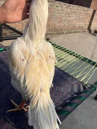 Aseel heera full fiter murga