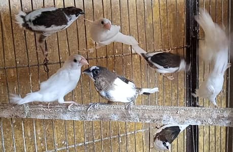 Banglize 20 pieces available