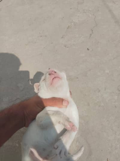 kohati gultair female