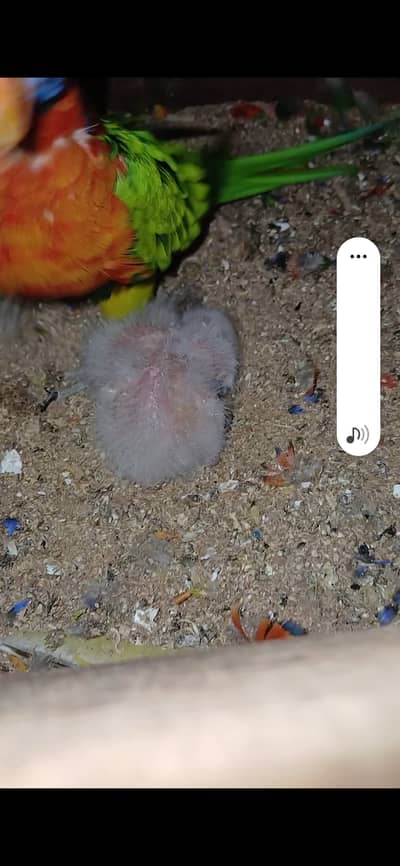 Red color lory chicks