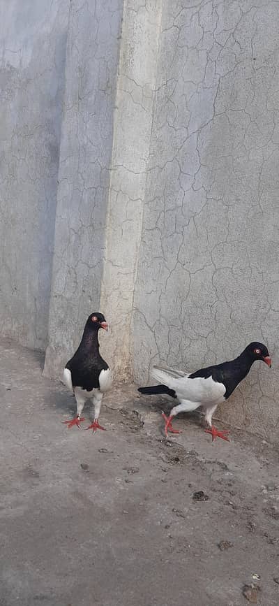 Danish pair and jogi gandedar pair