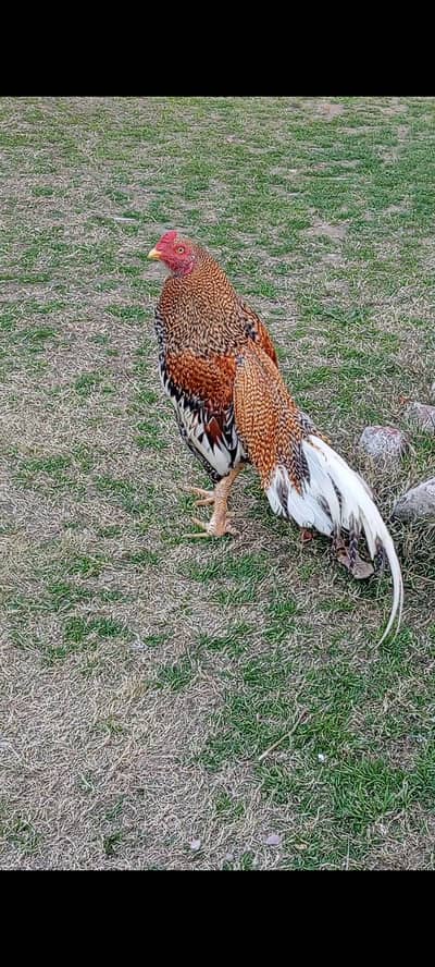 Aseel mianwali coco colour