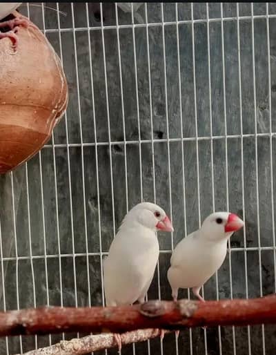 white java pair for sale full bridder 03230436004
