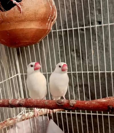 java white bridder pair available 03230436004