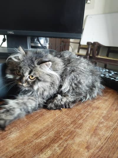 Persion (Triple coat) - 2 months (female) - Punch face