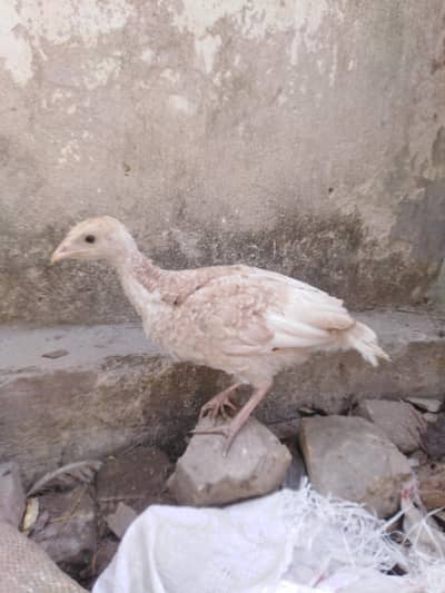Brown and Pied Turkey Chicks
