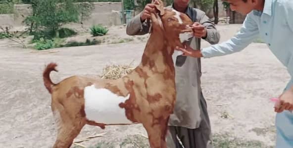 desi Bakra for Sale Call 03415954390