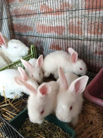 newzealand white rabbit 4.5kg