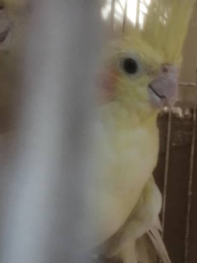 cockatail perrot  paire for sale