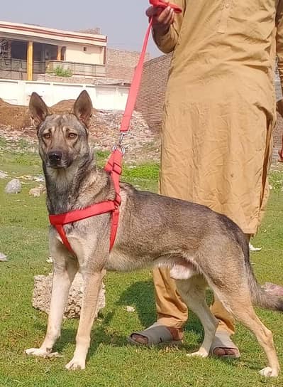 paver Alsatian bagiyadi full security dog male for sale available