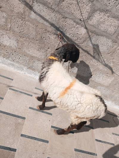 dumbi 6 dant ha AUR bacha 3 month ka ha male ha 03132896178