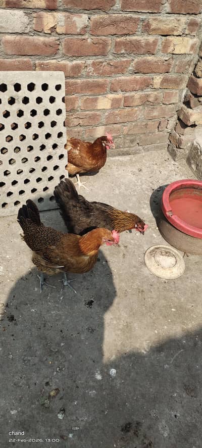 انڈوں والی مرغیاں3عدد