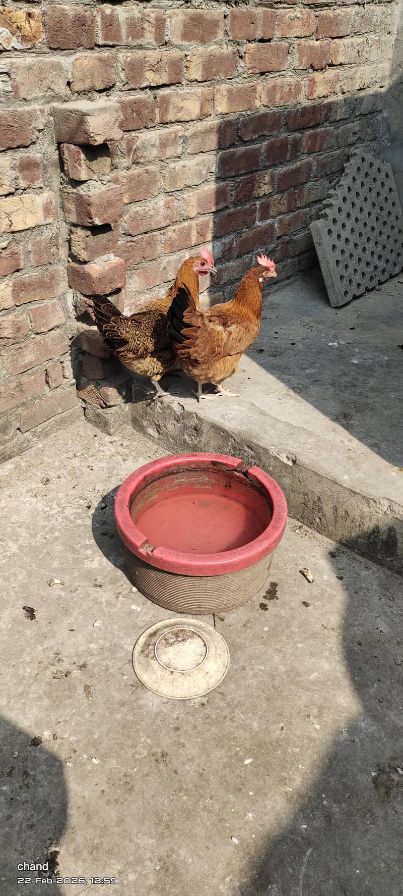 انڈوں والی مرغیاں3عدد 1