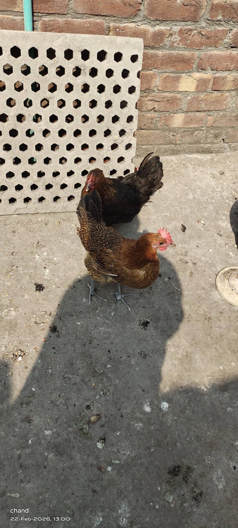 انڈوں والی مرغیاں3عدد 2