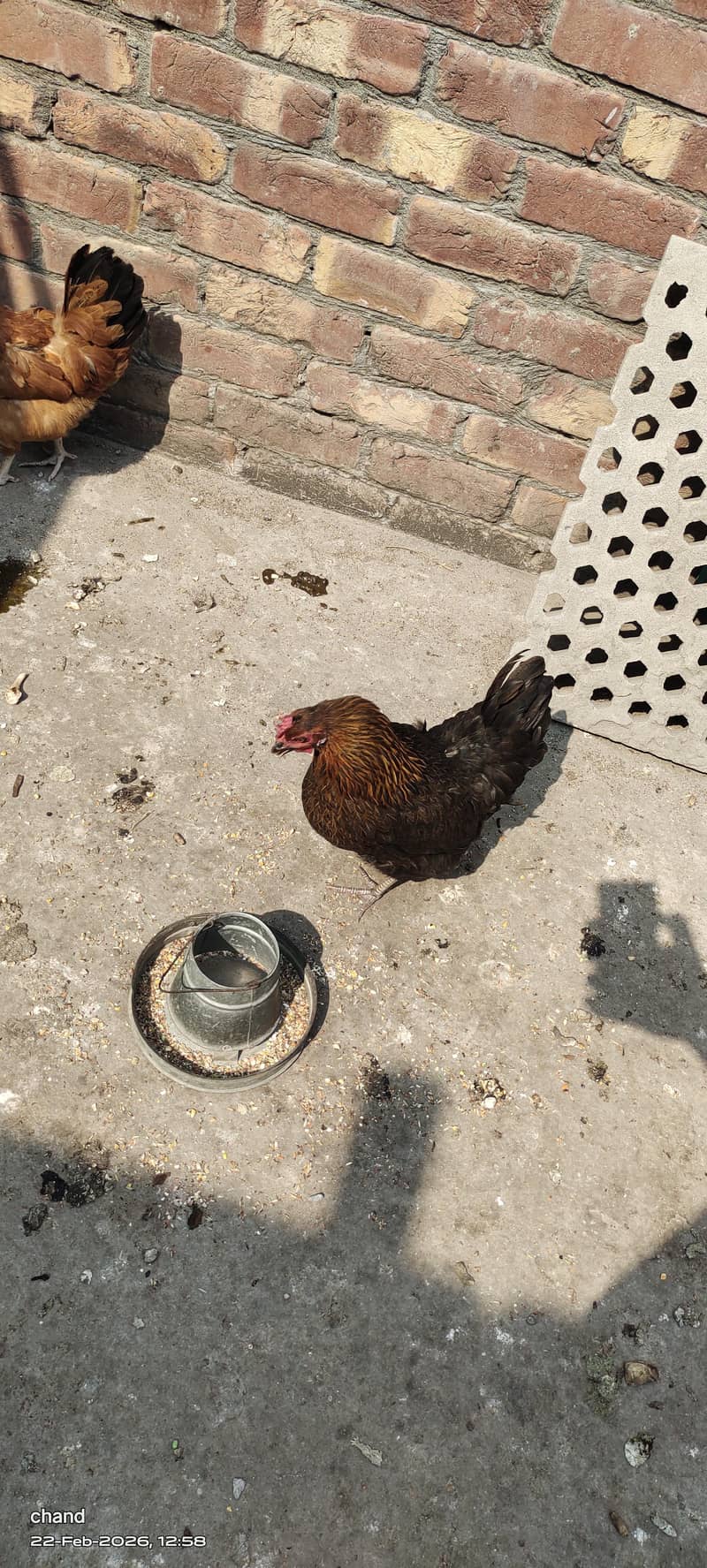 انڈوں والی مرغیاں3عدد 4