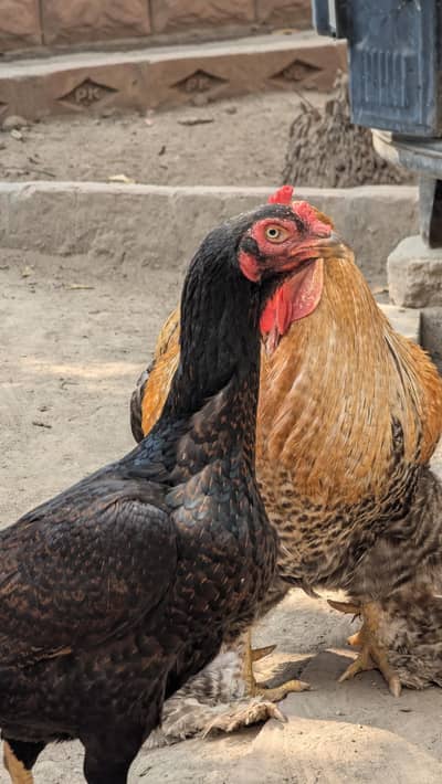 Shamu female cuckoo Brahma