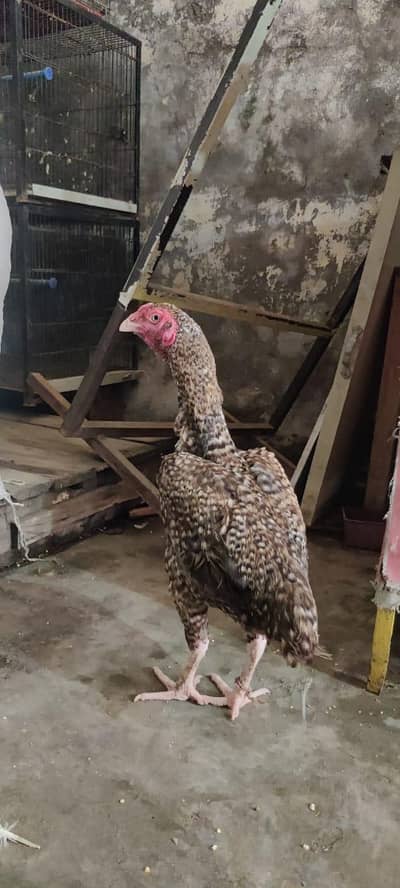 kuku murgi hai Orr abhi bhi kuruk per baithi hai