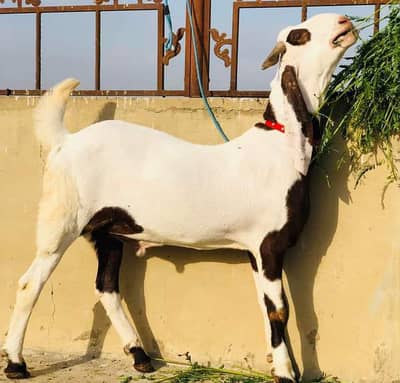 rajanpuri Bakra urgent for sale
