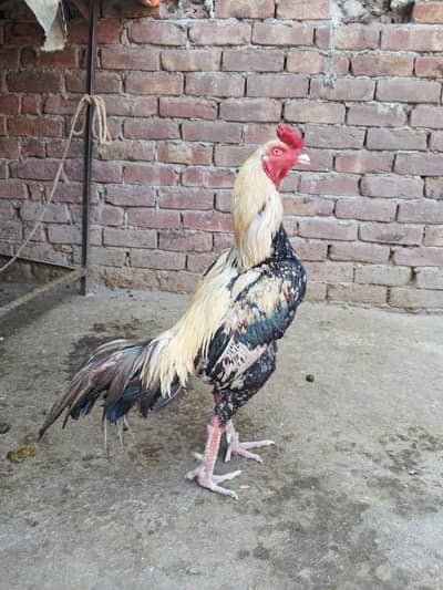 Turkish  hint only Whatsapp 03404223909