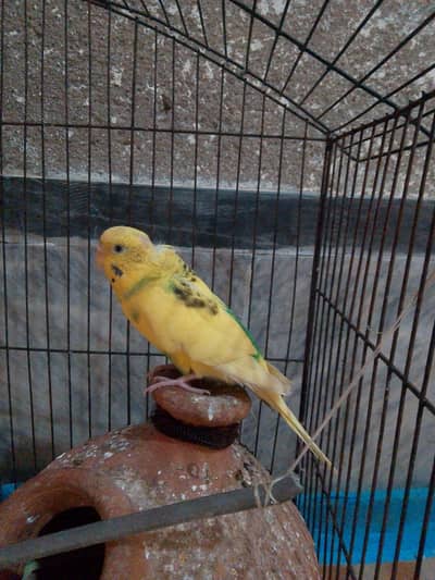 Green and yellow color parrots 4 parrots available and 5 eggs avai