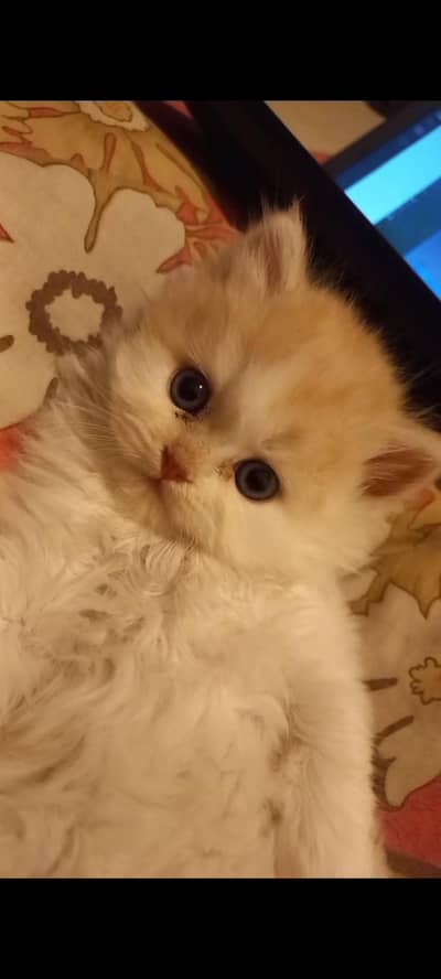 Persian kitten for sale