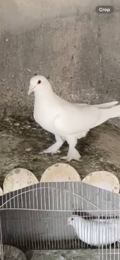 White pigeons