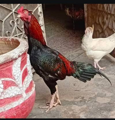 Pakistani lakha aseel morga for sale