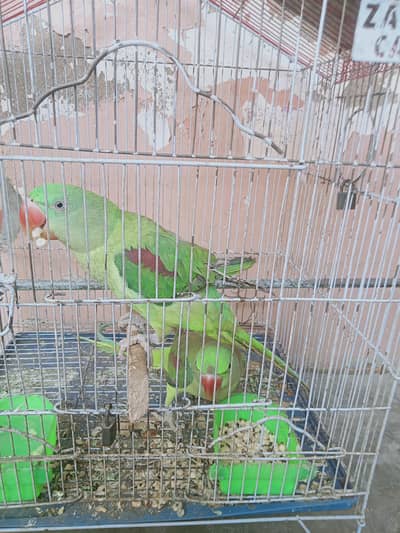 raw parrot ka pair