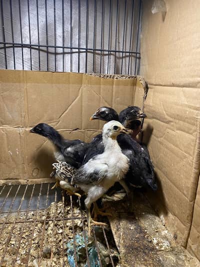 dragon thai ganoi burmi thai trad  chicks