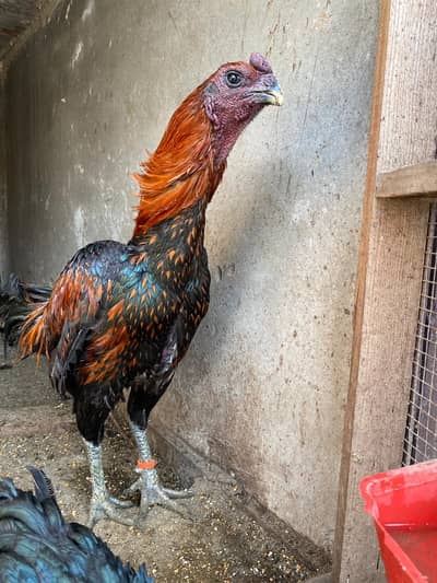 dragon thai ganoi burmi thai trad  chicks