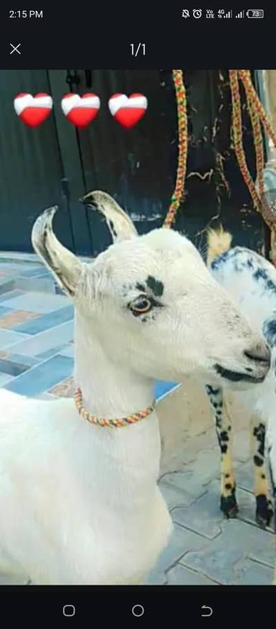 barbari female chayi multan mh 03089141132 whatsp