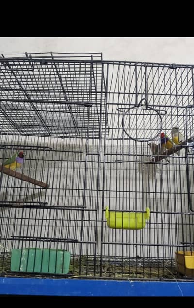 Premium Exhibition Size Lady Gouldians - Only 5 Pieces Left