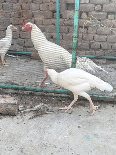 Big Highet Big Size Breeder