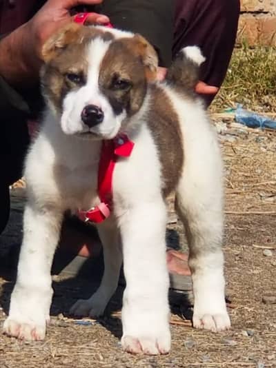 dog for sale Multan road muzaffer garh