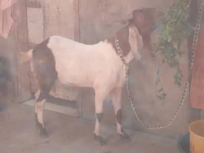 Bakra