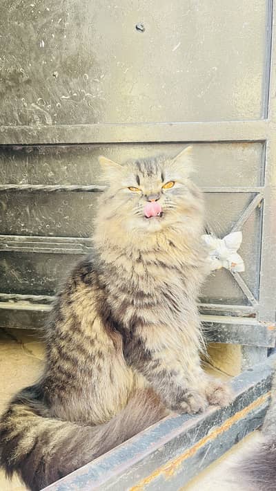 20k ka sale kr rahy hain abi 6 ya 7 months ke hain hair b buht baryhai