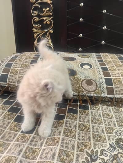 persian kittens