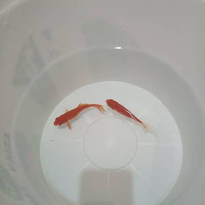FOR SALE  FISH PAIR PRICE 650 4 INCH SIZE